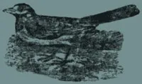 Cover of Child's Book of Water Birds by Anonymous